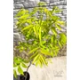 Imagine 5/9 - pekándió Carya illinoinensis cheyenne fa eladó