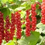 Imagine 1/4 - Fertődi hosszúfürtű piros ribizli - Ribes rubrum