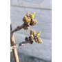 Obraz 5/7 - Pisztácia (Porzó) - Pistacia vera 'Randy'