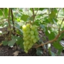 Kép 1/2 - 'Árkádia' - csemegeszőlő szabadgyökeres eladó