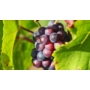 Kép 1/3 - 'Flora' - csemegeszőlő cserépben eladó