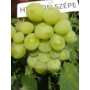 Kép 1/2 - 'Helikon' - csemegeszőlő szabadgyökeres eladó