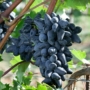 Kép 1/3 - 'Szuvenír' - csemegeszőlő cserépben eladó