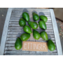 Kép 5/5 - avocado ettinger fa eladó - termése