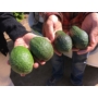 Imagine 3/5 - avocado hass fa eladó - termése