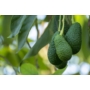 Kép 5/5 - avocado hass fa eladó - termése