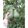 Kép 2/4 - avocado pinkerton fa eladó - termése