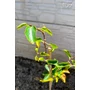 Imagine 4/6 - Datolyaszilva 'Vaniglia' - Diospyros kaki eladó