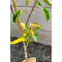 Imagine 5/6 - Datolyaszilva 'Vaniglia' - Diospyros kaki eladó
