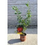 Obraz 2/4 - Gránátalma fa 'Wonderful' - Punica granatum eladó
