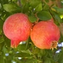 Bild 1/4 - Gránátalma fa 'Emericus' Magyar szelekció - Punica granatum eladó