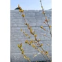Imagine 6/6 - Gránátalma fa 'Mollar de Elche' - punica granatum cserépben eladó