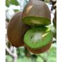 Kép 1/5 - Kiwi hayward termés