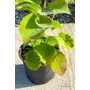 Kép 3/6 - Sárga húsú kiwi golden kiwi eladó