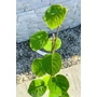 Kép 4/6 - Sárga húsú kiwi golden kiwi eladó