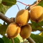Kép 6/6 - Sárga húsú kiwi golden kiwi termés