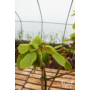 Kép 3/5 - kiwi hayward termő növény eladó