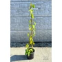 Kép 2/6 - Öntermékeny Kiwi - Actinidia arguta 'Issai' eladó