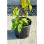 Kép 3/6 - Öntermékeny Kiwi - Actinidia arguta 'Issai' eladó