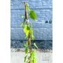 Kép 4/6 - Öntermékeny Kiwi - Actinidia arguta 'Issai' eladó