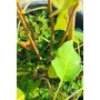 Kép 5/6 - Öntermékeny Kiwi - Actinidia arguta 'Issai' eladó
