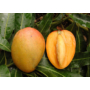 Kép 2/5 - mangó glenn fa eladó - termése