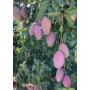 Kép 3/9 - mangó osteen fa eladó - termése