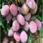 Kép 4/9 - mangó osteen fa eladó - termése
