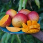 Kép 2/8 - mangó tommy atkins fa eladó - termése