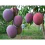 Kép 3/8 - mangó tommy atkins fa eladó - termése