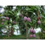 Kép 4/8 - mangó tommy atkins fa eladó - termése