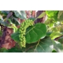 Imagine 3/6 - Tengeriszőlő 'Coccoloba uvifera' - fa eladó