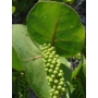 Imagine 4/6 - Tengeriszőlő 'Coccoloba uvifera' - fa eladó