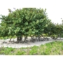 Kép 6/6 - Tengeriszőlő 'Coccoloba uvifera' - fa eladó
