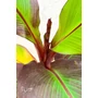 Bild 3/4 - Vörös Abesszin banán - Ensete ventricosum Maurelli eladó
