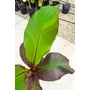 Bild 4/4 - Vörös Abesszin banán - Ensete ventricosum Maurelli eladó