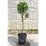 Kép 1/5 - Olajfa - Olea europaea 19 cm cserépben