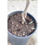 Kép 3/5 - Olajfa - Olea europaea 19 cm cserépben eladó