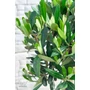 Kép 5/5 - Olajfa - Olea europaea 19 cm cserépben eladó