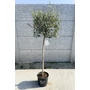 Imagine 1/4 - Olajfa - Olea europaea 24 cm cserépben