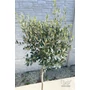 Imagine 3/4 - Olajfa - Olea europaea 24 cm cserépben