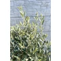 Imagine 4/4 - Olajfa - Olea europaea 24 cm cserépben