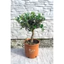 Obraz 1/4 - Olajfa - Olea europaea 20 cm cserépben