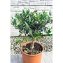 Obraz 2/4 - Olajfa - Olea europaea 20 cm cserépben eladó