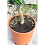 Obraz 3/4 - Olajfa - Olea europaea 20 cm cserépben eladó