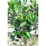 Obraz 4/4 - Olajfa - Olea europaea 20 cm cserépben eladó