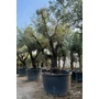 Imagine 2/4 - Olajfa - Olea europaea