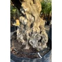 Imagine 4/4 - Olajfa - Olea europaea