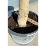 Imagine 2/5 - Olajfa - Olea europaea 45 cm cserépben