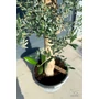 Imagine 3/5 - Olajfa - Olea europaea 45 cm cserépben